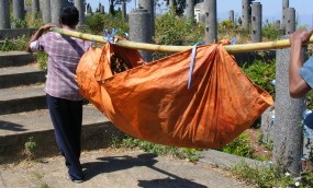 Tak Ada Warga Beternak Babi